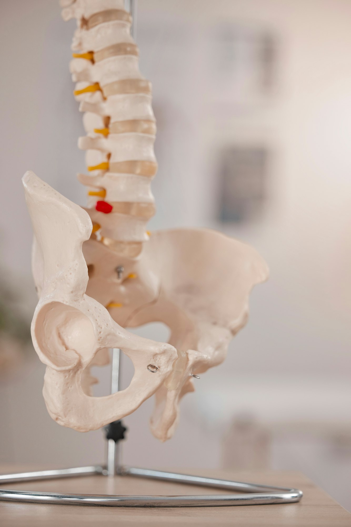 Model hip, spine and chiropractic office on table, desk or display in study, education or learning.